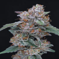 SherBacio OG Autoflower - USA Line (Pure Instinto) - Kaninkolo - AutoFlower FEM