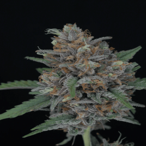 CBD-kukan tilaaminen ulkomailta: riskit, epävarmuudet ja turvallisempi vaihtoehto - Kaninkolo - Suomalainen CBD-kauppa