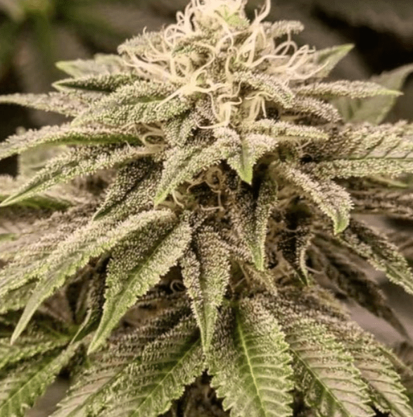 CBD-kukka – terpeenien ja kannabinoidien laaja käyttöpotentiaali aromaterapiassa 🌿 - Kaninkolo - Suomalainen CBD-kauppa