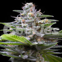 Kuva Murder Hornet (Cookies Seed Bank) -kannabiksen siemenpakkauksesta, jonka takana siemenet ja kasvin lehtiä.