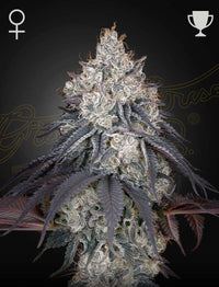 Lemon Orange (Green House Seed Co.) 3kpl