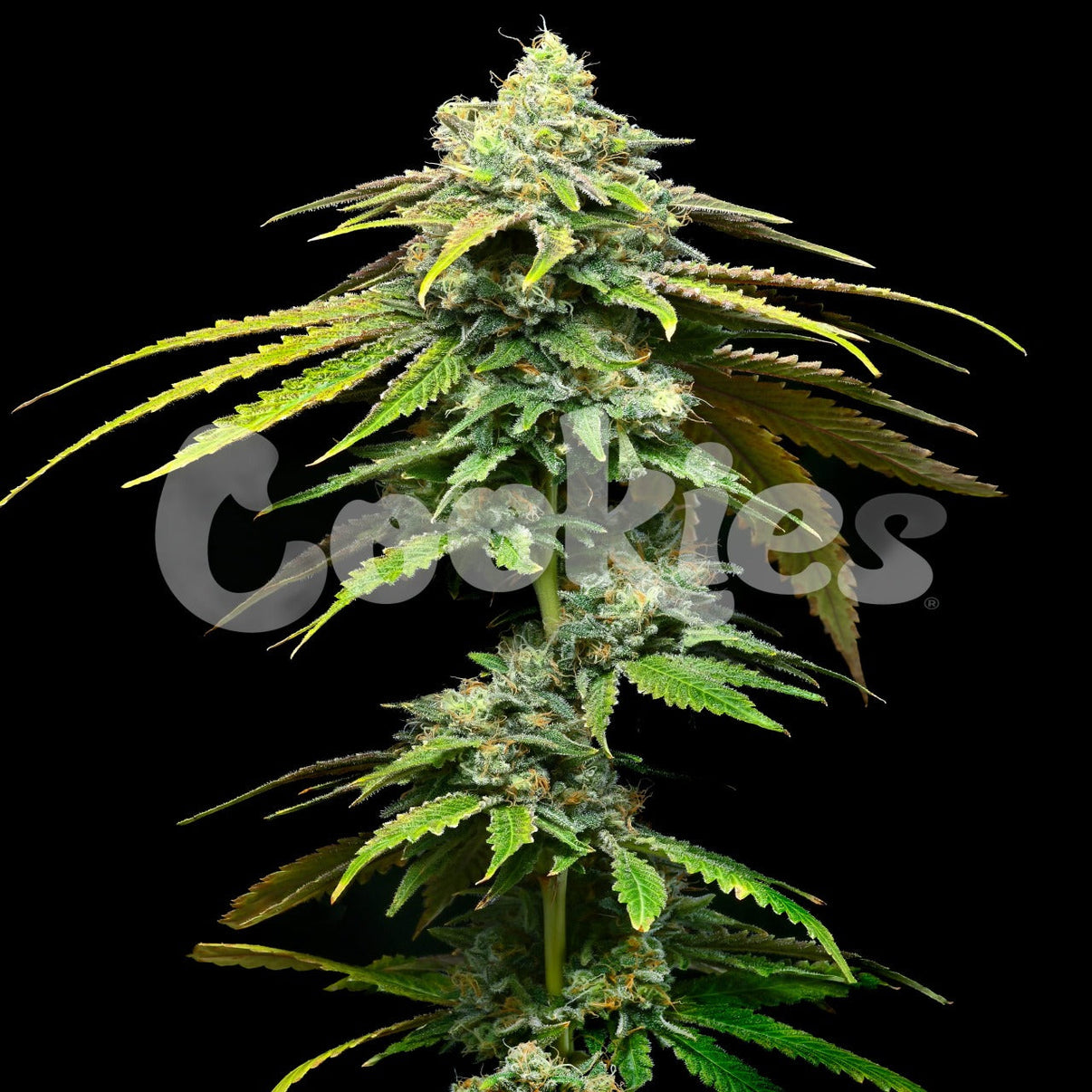 Kuva Motor City kannabiksensiementen pakkauksesta, jossa näkyy Cookies Seed Bank -logo ja vihreitä kasvinlehtiä.