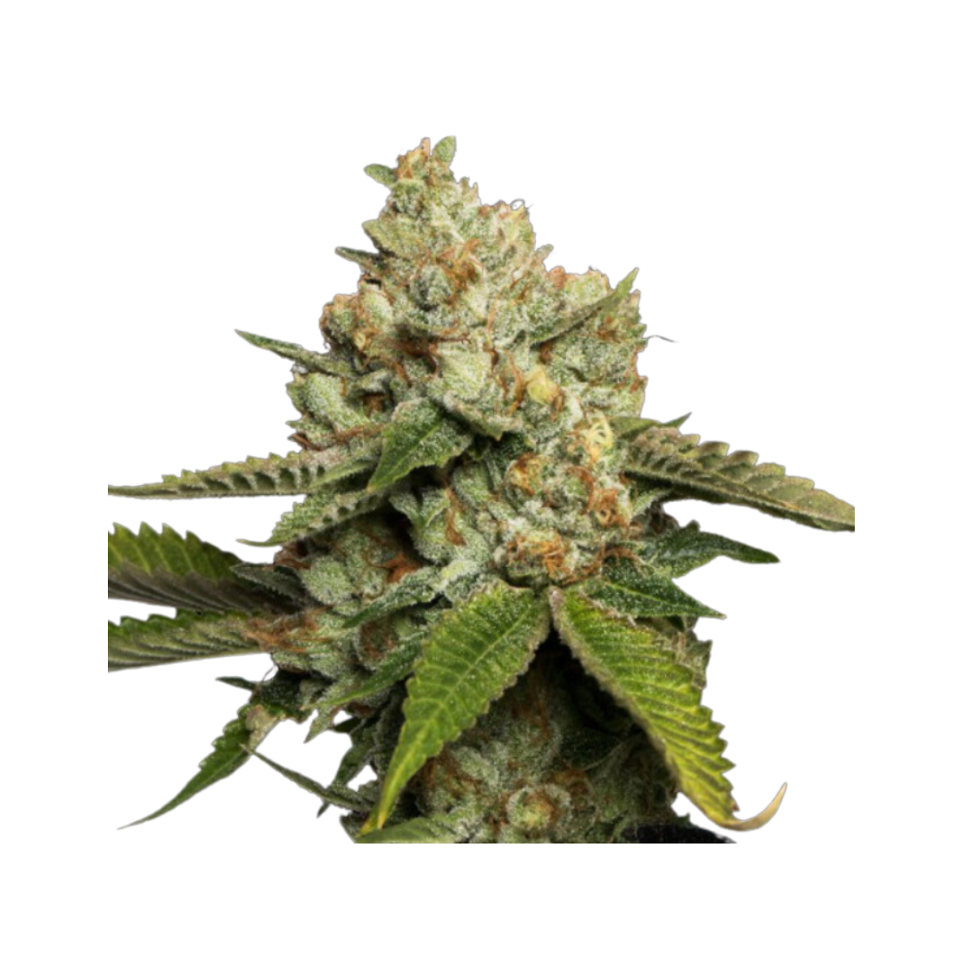 Lähikuva Kosher Kush -kukkasista, joissa näkyy tiheitä, trikomipeitteisiä budeja, oransseja emiöitä ja tummanvihreitä lehtiä - Kaninkolo