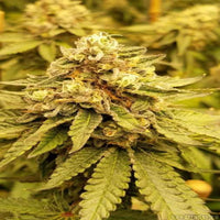 Herkulliset, kullanruskeat omenamunkit, rapeat päältä, pehmeät sisältä, täydellinen makea herkku - Kaninkolo