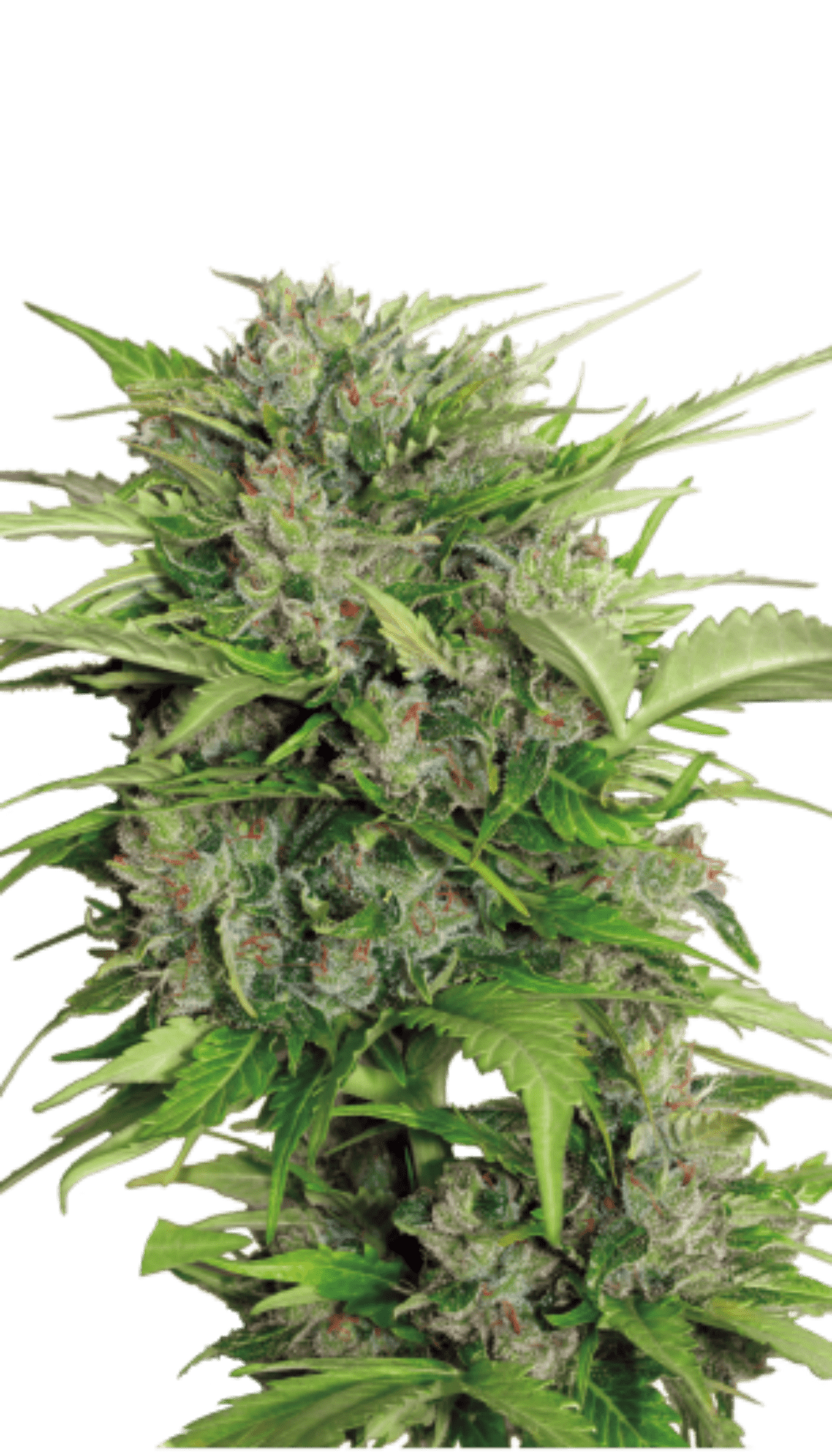 Lähikuva AK-47 autoflower kannabiksen siemenistä Pure Instinto pakkauksessa, korostaa lajikkeen laatua ja alkuperää.