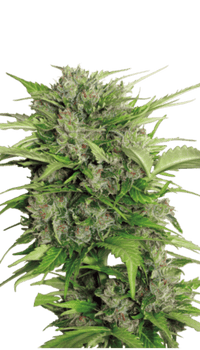 Lähikuva AK-47 autoflower kannabiksen siemenistä Pure Instinto pakkauksessa, korostaa lajikkeen laatua ja alkuperää.