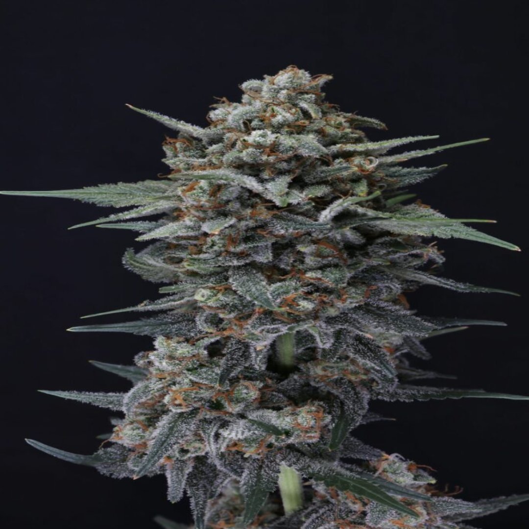 Alien Snack Autoflower - USA Line (Pure Instinto) - Kaninkolo - AutoFlower FEM