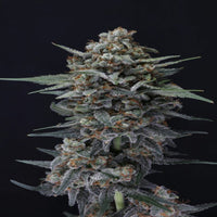 Alien Snack Autoflower - USA Line (Pure Instinto) - Kaninkolo - AutoFlower FEM