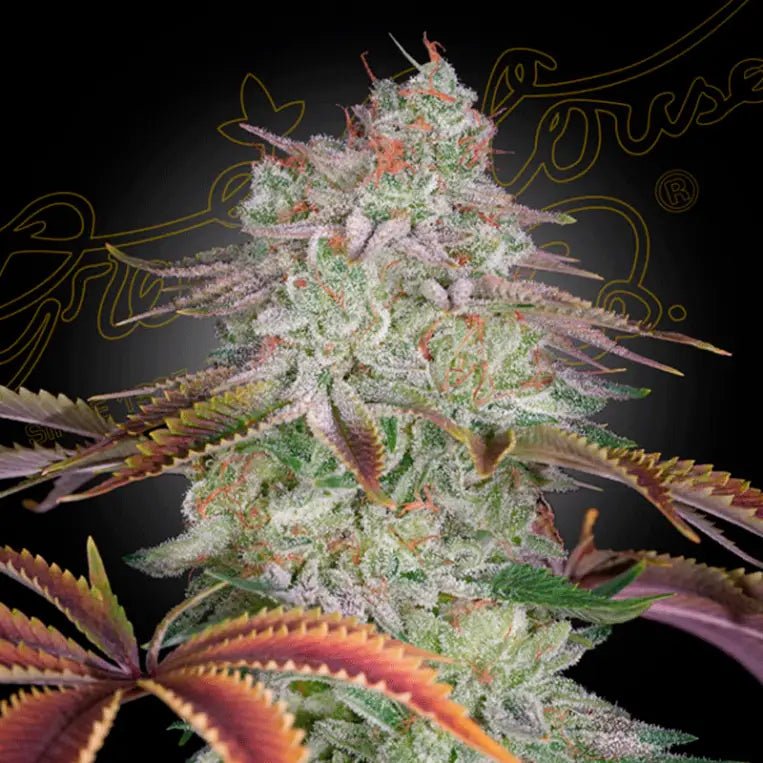 AlienZ Auto (Green House Seed Co.) 3kpl - Kaninkolo - CBD - kauppasi Suomessa - AutoFlower FEM