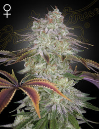 AlienZ (Green House Seed Co.) 3kpl - Kaninkolo - Photoperiod FEM