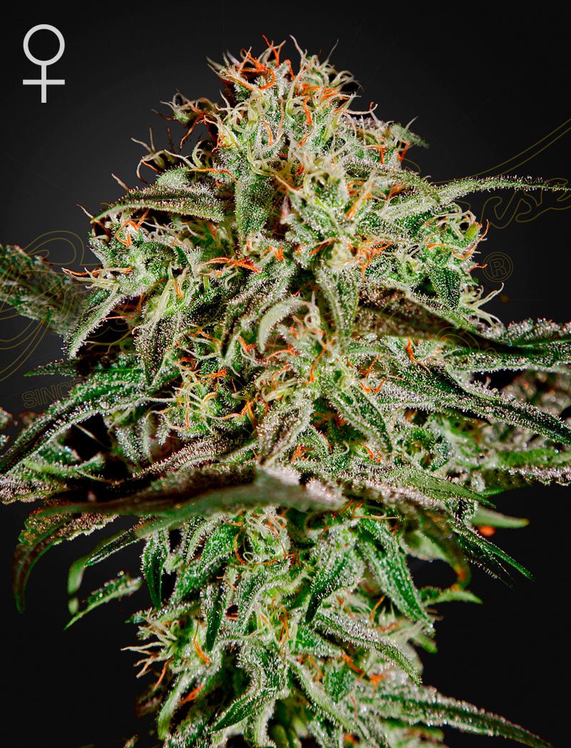 A.M.S. (Green House Seed Co.) 3kpl - Kaninkolo - Photoperiod FEM