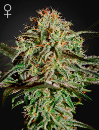 A.M.S. (Green House Seed Co.) 3kpl - Kaninkolo - Photoperiod FEM