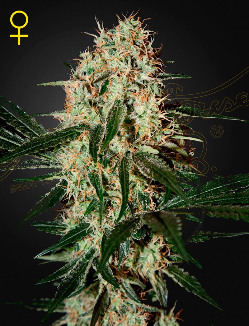 Arjan's Haze 3 (Green House Seed Co.) 3kpl - Kaninkolo - Photoperiod FEM