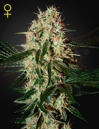 Arjan's Haze 3 (Green House Seed Co.) 3kpl - Kaninkolo - Photoperiod FEM