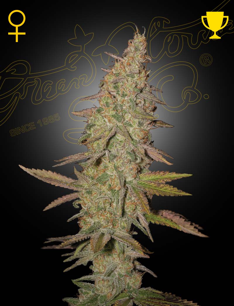 Arjan's Ultra Haze 1 (Green House Seed Co.) 3kpl - Kaninkolo - Photoperiod FEM
