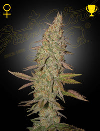 Arjan's Ultra Haze 1 (Green House Seed Co.) 3kpl - Kaninkolo - Photoperiod FEM