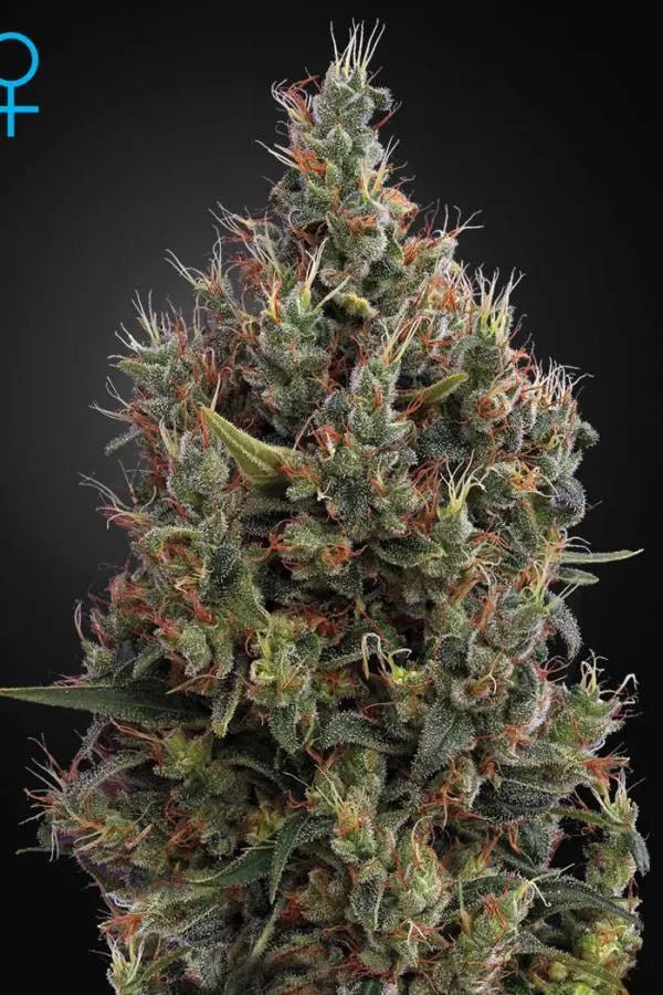 Auto Big Bang (Green House Seed Co.) 3kpl - Kaninkolo - AutoFlower FEM