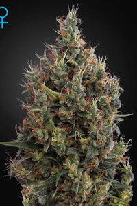 Kuva kolmesta Auto Big Bang -autoflower-siemenestä Green House Seed Co. -pakkauksessa, korostaen laatua ja kasvatuksen helppoutta.