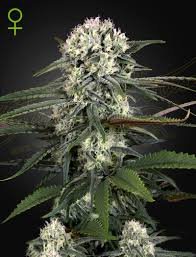 Auto Bomb (Green House Seed Co.) 3kpl - Kaninkolo - AutoFlower FEM