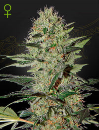Auto Exodus Cheese (Green House Seed Co.) 3kpl - Kaninkolo - AutoFlower FEM