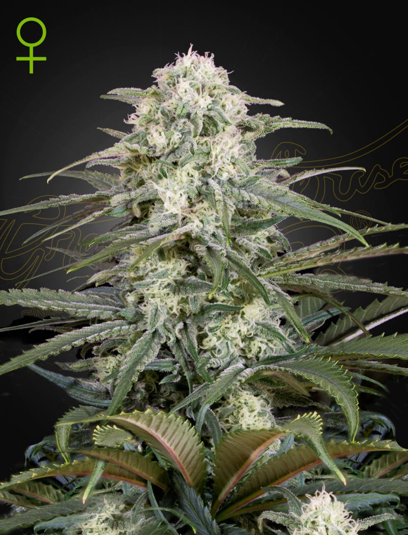 Auto Kalashnikova (Green House Seed Co.) 3kpl - Kaninkolo - AutoFlower FEM