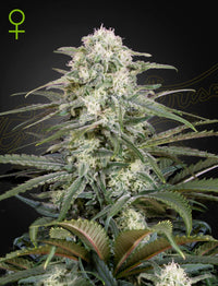 Auto Kalashnikova (Green House Seed Co.) 3kpl - Kaninkolo - AutoFlower FEM