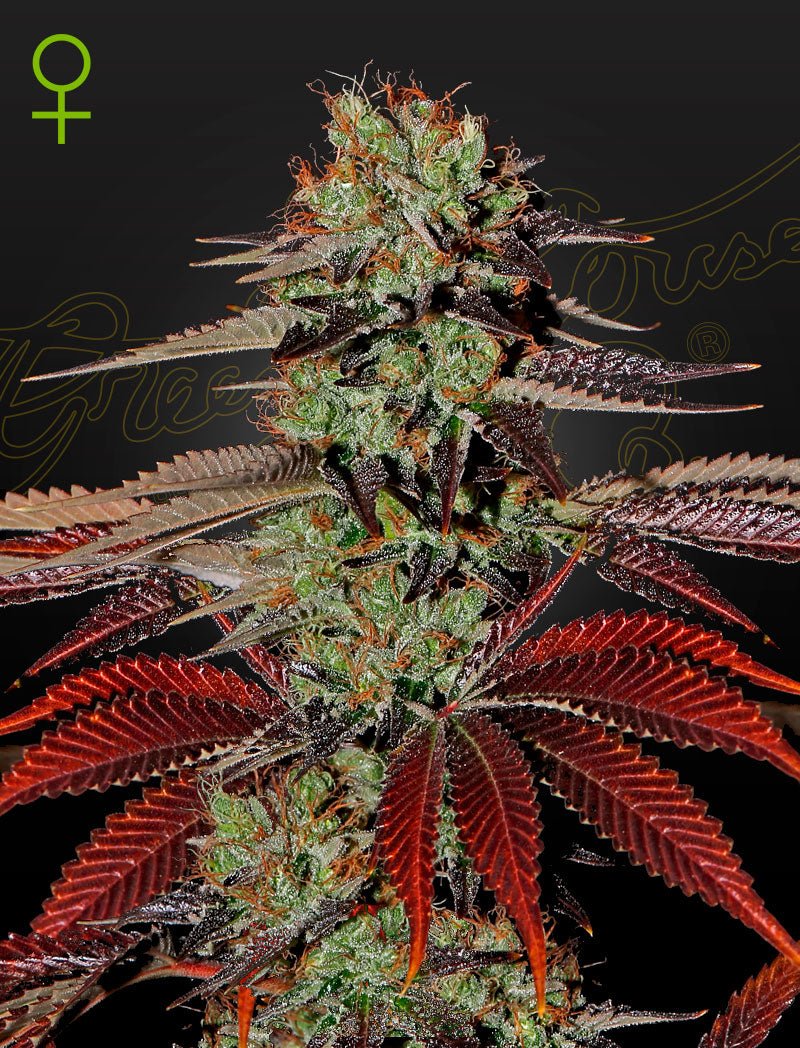 Auto King's Kush (Green House Seed Co.) 3kpl - Kaninkolo - AutoFlower FEM