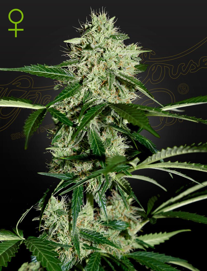 Auto Northern Lights (Green House Seed Co.) 3kpl - Kaninkolo - AutoFlower FEM