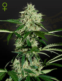 Auto Northern Lights (Green House Seed Co.) 3kpl - Kaninkolo - AutoFlower FEM