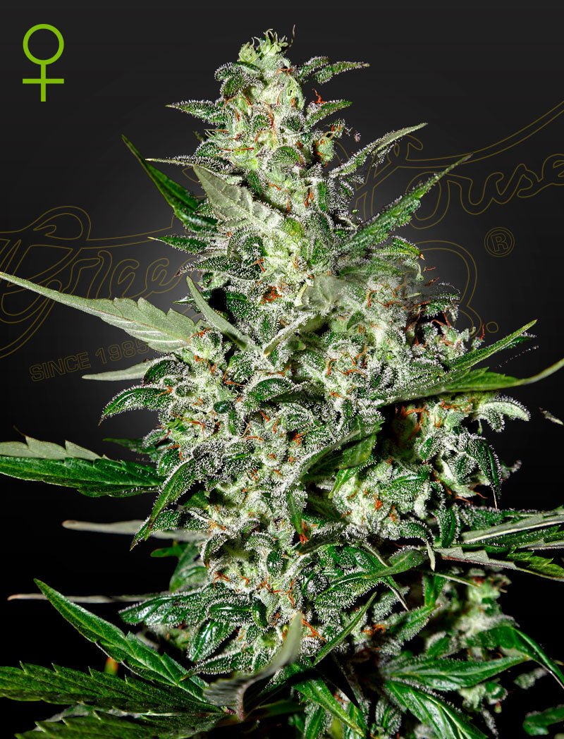 Auto Super Critical (Green House Seed Co.) 3kpl - Kaninkolo - AutoFlower FEM