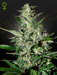 Auto Super Critical (Green House Seed Co.) 3kpl - Kaninkolo - AutoFlower FEM