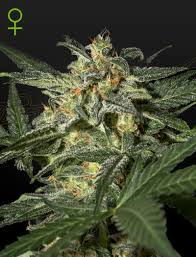 Auto White Widow (Green House Seed Co.) 3kpl - Kaninkolo - AutoFlower FEM