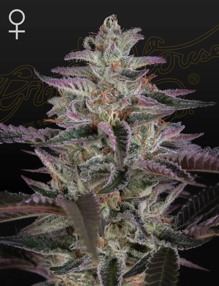 Banana Krumble (Green House Seed Co.) 3kpl - Kaninkolo - Photoperiod FEM