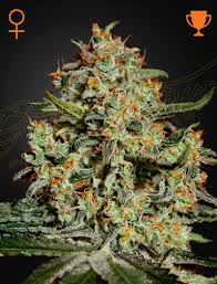 Big Bang (Green House Seed Co.) 3kpl - Kaninkolo - Photoperiod FEM