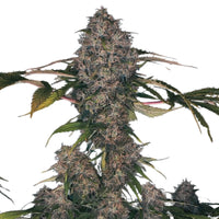 Kuvaus Pure Instinto Black Domina XXL autoflower -siemenpakkauksesta, jossa on siemeniä ja tyylitelty logo.