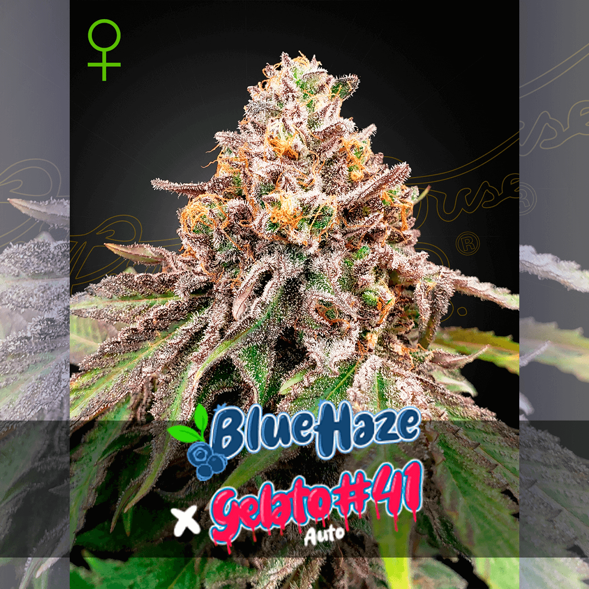 Kuvaus Green House Seed Co. Blue Haze x Gelato 41 Auto feminisoiduista siemenistä, esillä siemenet ja pakkaus.