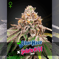 Kuvaus Green House Seed Co. Blue Haze x Gelato 41 Auto feminisoiduista siemenistä, esillä siemenet ja pakkaus.