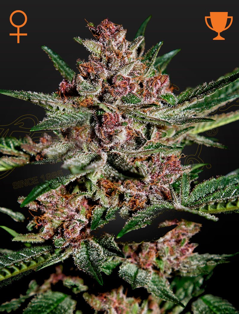 Bubba Kush (Green House Seed Co.) 3kpl - Kaninkolo - Photoperiod FEM