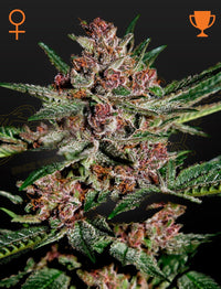 Bubba Kush (Green House Seed Co.) 3kpl - Kaninkolo - Photoperiod FEM