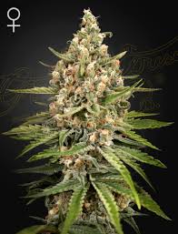Bubba Slush (Green House Seed Co.) 3kpl - Kaninkolo - Photoperiod FEM