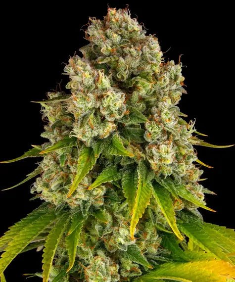 Cheese autoflower - Kaninkolo - AutoFlower FEM