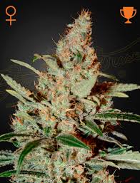 Chemdog (Green House Seed Co.) 3kpl - Kaninkolo - Photoperiod FEM