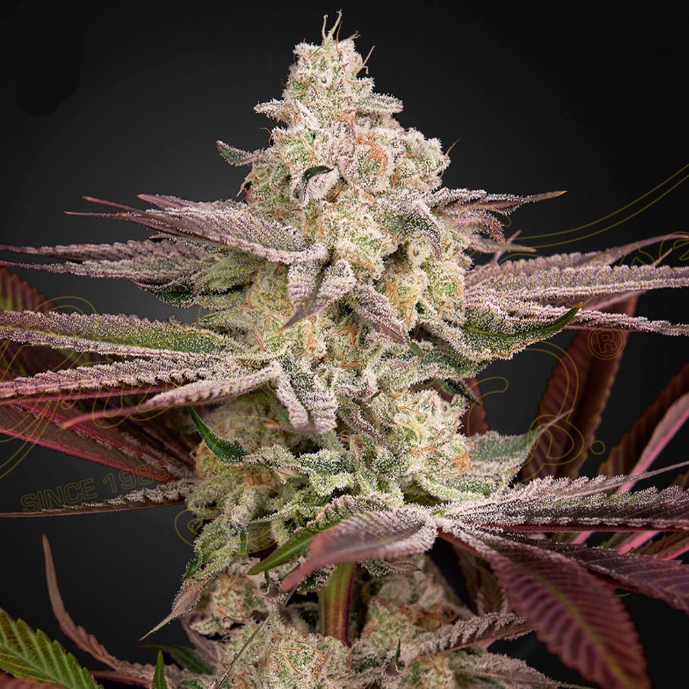 Green House Seed Co:n Chemical Bride feminiiniset siemenet 3kpl pakkauksessa, tunnistettava vihreä logo ja brändin tunnukset.