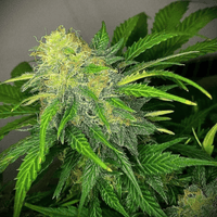 Clementine Dream Autoflower (Pure Instinto) - Kaninkolo - AutoFlower FEM