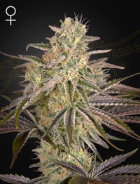 Cloud Walker (Green House Seed Co.) 3kpl - Kaninkolo - Photoperiod FEM