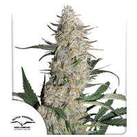 Kuva Dutch Passion Critical Orange Punch -lajikkeen oranssisista kukinnoista ja brändin siemenpakkauksesta.