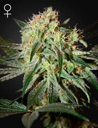 Damn Sour (Green House Seed Co.) 3kpl - Kaninkolo - Photoperiod FEM