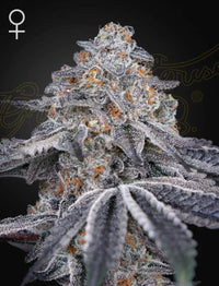 Dark Phoenix (Green House Seed co.) 3kpl - Kaninkolo - Photoperiod FEM