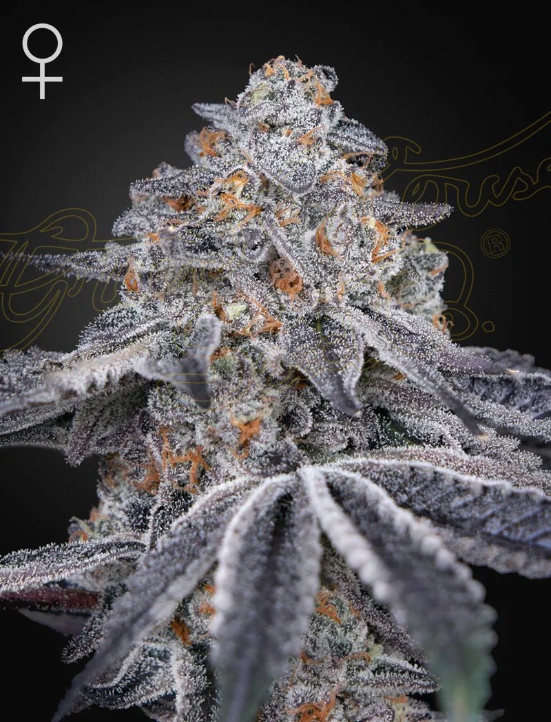 Dark Phoenix (Green House Seed co.) 3kpl - Kaninkolo - Suomalainen CBD - kauppa - Photoperiod FEM