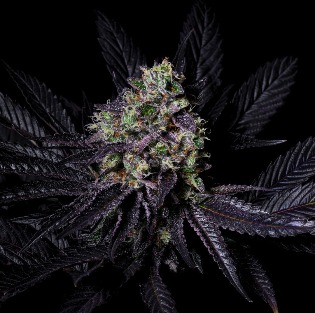 Diamond Dust (Pure Instinto) - Kaninkolo - Suomalainen CBD - kauppa - Photoperiod FEM